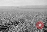 Standbild Ananas Hawaii USA, 1916, aus Sekunde 43 historischem Filmmaterial Videoclip 65675071573