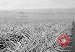 Standbild Ananas Hawaii USA, 1916, aus Sekunde 44 historischem Filmmaterial Videoclip 65675071573