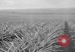 Standbild Ananas Hawaii USA, 1916, aus Sekunde 45 historischem Filmmaterial Videoclip 65675071573