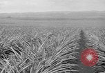 Standbild Ananas Hawaii USA, 1916, aus Sekunde 46 historischem Filmmaterial Videoclip 65675071573