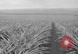 Standbild Ananas Hawaii USA, 1916, aus Sekunde 47 historischem Filmmaterial Videoclip 65675071573