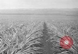 Standbild Ananas Hawaii USA, 1916, aus Sekunde 48 historischem Filmmaterial Videoclip 65675071573