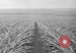 Standbild Ananas Hawaii USA, 1916, aus Sekunde 49 historischem Filmmaterial Videoclip 65675071573