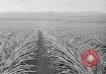 Standbild Ananas Hawaii USA, 1916, aus Sekunde 50 historischem Filmmaterial Videoclip 65675071573