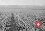 Standbild Ananas Hawaii USA, 1916, aus Sekunde 51 historischem Filmmaterial Videoclip 65675071573