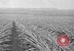 Standbild Ananas Hawaii USA, 1916, aus Sekunde 52 historischem Filmmaterial Videoclip 65675071573
