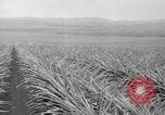 Standbild Ananas Hawaii USA, 1916, aus Sekunde 53 historischem Filmmaterial Videoclip 65675071573
