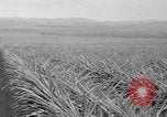 Standbild Ananas Hawaii USA, 1916, aus Sekunde 54 historischem Filmmaterial Videoclip 65675071573