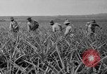 Standbild Ananas Hawaii USA, 1916, aus Sekunde 55 historischem Filmmaterial Videoclip 65675071573
