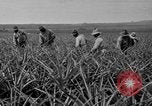 Standbild Ananas Hawaii USA, 1916, aus Sekunde 56 historischem Filmmaterial Videoclip 65675071573