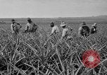 Standbild Ananas Hawaii USA, 1916, aus Sekunde 57 historischem Filmmaterial Videoclip 65675071573