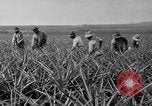 Standbild Ananas Hawaii USA, 1916, aus Sekunde 58 historischem Filmmaterial Videoclip 65675071573