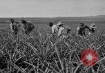Standbild Ananas Hawaii USA, 1916, aus Sekunde 59 historischem Filmmaterial Videoclip 65675071573