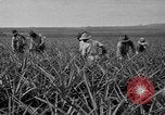 Standbild Ananas Hawaii USA, 1916, aus Sekunde 60 historischem Filmmaterial Videoclip 65675071573
