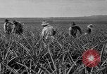 Standbild Ananas Hawaii USA, 1916, aus Sekunde 61 historischem Filmmaterial Videoclip 65675071573