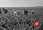 Standbild Ananas Hawaii USA, 1916, aus Sekunde 62 historischem Filmmaterial Videoclip 65675071573