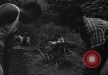 Image of taros Hawaii USA, 1916, second 3 stock footage video 65675071575