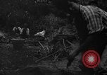 Image of taros Hawaii USA, 1916, second 4 stock footage video 65675071575
