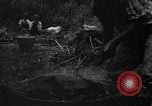 Image of taros Hawaii USA, 1916, second 5 stock footage video 65675071575