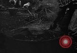 Image of taros Hawaii USA, 1916, second 6 stock footage video 65675071575