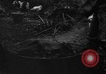 Image of taros Hawaii USA, 1916, second 7 stock footage video 65675071575