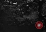 Image of taros Hawaii USA, 1916, second 8 stock footage video 65675071575