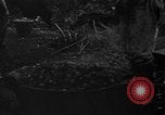 Image of taros Hawaii USA, 1916, second 10 stock footage video 65675071575