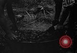 Image of taros Hawaii USA, 1916, second 11 stock footage video 65675071575