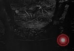 Image of taros Hawaii USA, 1916, second 12 stock footage video 65675071575