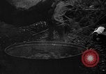 Image of taros Hawaii USA, 1916, second 16 stock footage video 65675071575