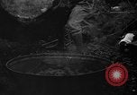 Image of taros Hawaii USA, 1916, second 17 stock footage video 65675071575