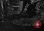 Image of taros Hawaii USA, 1916, second 21 stock footage video 65675071575