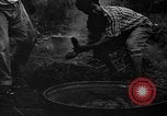 Image of taros Hawaii USA, 1916, second 22 stock footage video 65675071575