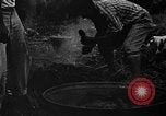 Image of taros Hawaii USA, 1916, second 23 stock footage video 65675071575