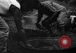 Image of taros Hawaii USA, 1916, second 24 stock footage video 65675071575