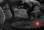 Image of taros Hawaii USA, 1916, second 25 stock footage video 65675071575