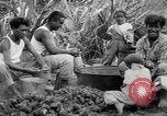 Image of taros Hawaii USA, 1916, second 26 stock footage video 65675071575