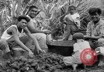 Image of taros Hawaii USA, 1916, second 27 stock footage video 65675071575