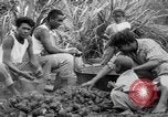 Image of taros Hawaii USA, 1916, second 28 stock footage video 65675071575