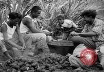 Image of taros Hawaii USA, 1916, second 29 stock footage video 65675071575