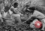 Image of taros Hawaii USA, 1916, second 30 stock footage video 65675071575