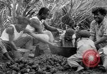 Image of taros Hawaii USA, 1916, second 31 stock footage video 65675071575
