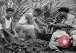 Image of taros Hawaii USA, 1916, second 32 stock footage video 65675071575