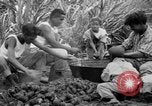 Image of taros Hawaii USA, 1916, second 33 stock footage video 65675071575