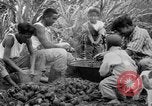 Image of taros Hawaii USA, 1916, second 34 stock footage video 65675071575