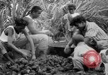 Image of taros Hawaii USA, 1916, second 35 stock footage video 65675071575
