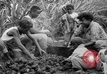 Image of taros Hawaii USA, 1916, second 36 stock footage video 65675071575