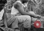 Image of taros Hawaii USA, 1916, second 37 stock footage video 65675071575