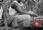 Image of taros Hawaii USA, 1916, second 39 stock footage video 65675071575
