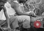 Image of taros Hawaii USA, 1916, second 47 stock footage video 65675071575